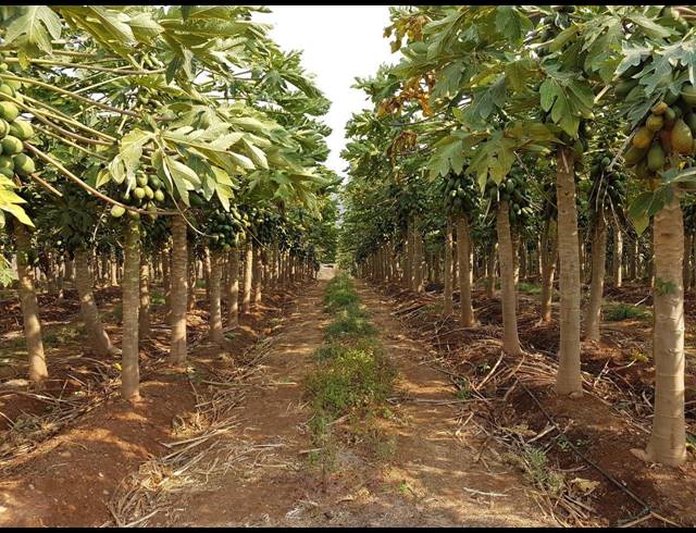1,191HA FARM FOR SALE IN NELSPRUIT RURAL